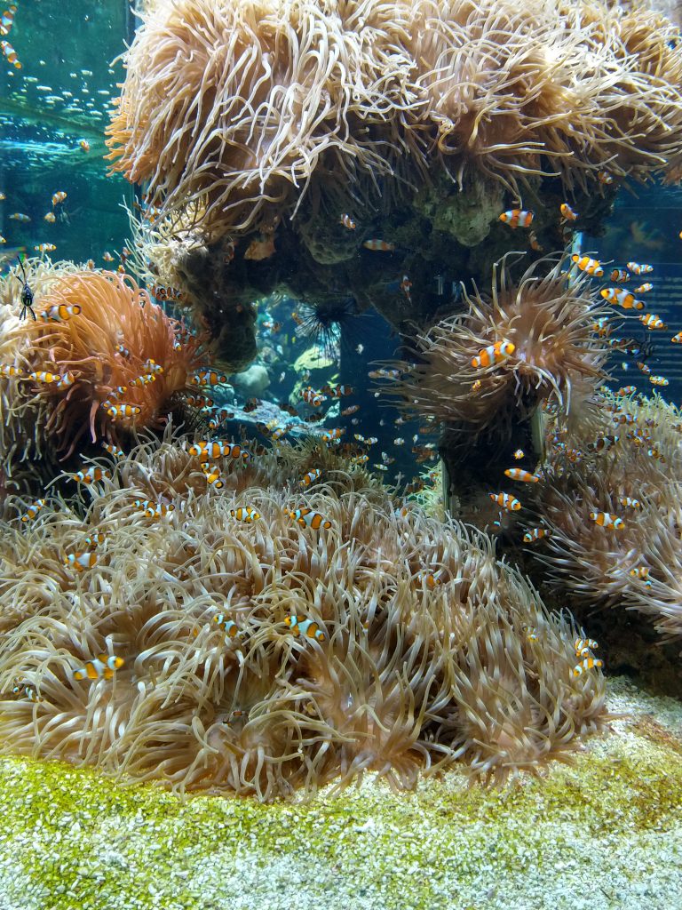 Peixes Palhaços